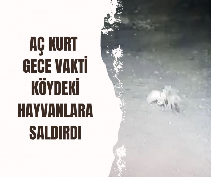 AÇ KURT GECE VAKTİ KÖYDEKİ HAYVANLARA SALDIRDI