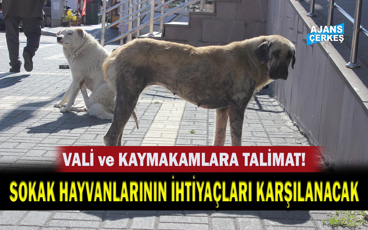 Bakanlık, Sokak Hayvanlarını Unutmadı!