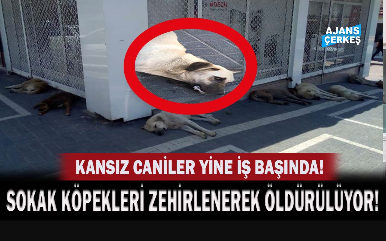 Caniler Yine İş Başında! Bu Kez de Zehirleyerek Öldürüyorlar