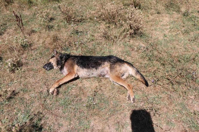 Çerkeş'te Kurt Cinsi Köpek Kurşunlanarak Katledildi               