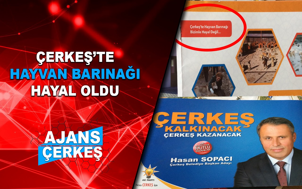 Sokak Hayvanları Görmezden Geliniyor