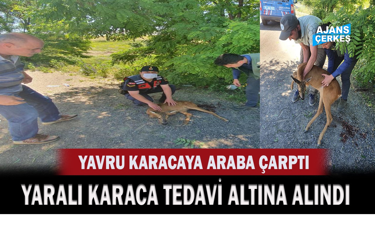 Yavru Karacaya Araba Çarptı