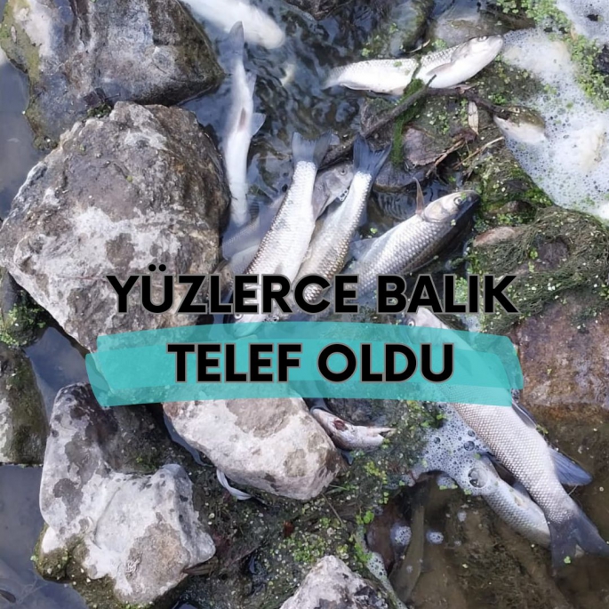 YÜZLERCE BALIK YİNE TELEF OLDU!